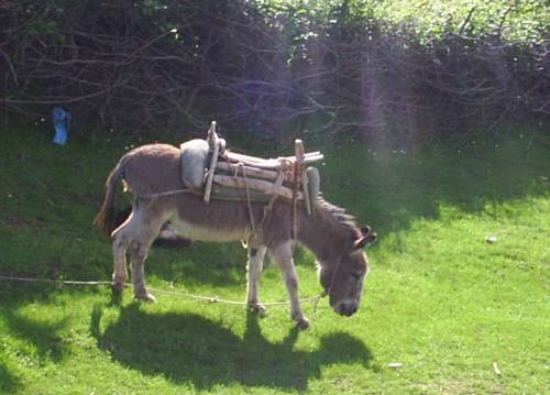 Donkey2