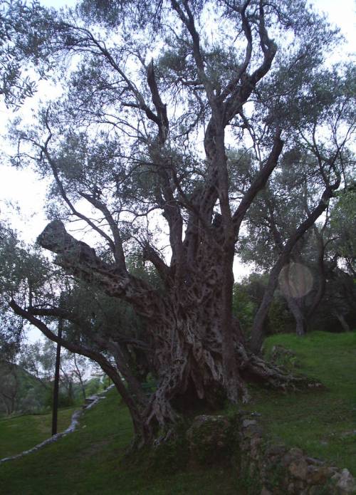 1000_year_olive_tree4