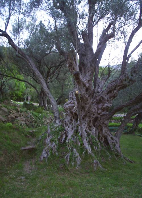 1000_year_olive_tree1